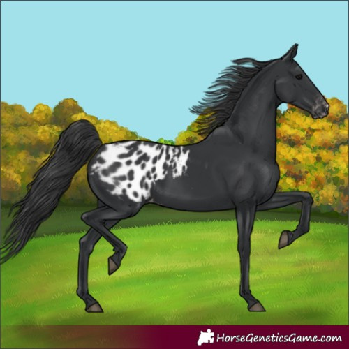 Horse Color:Black Appaloosa 