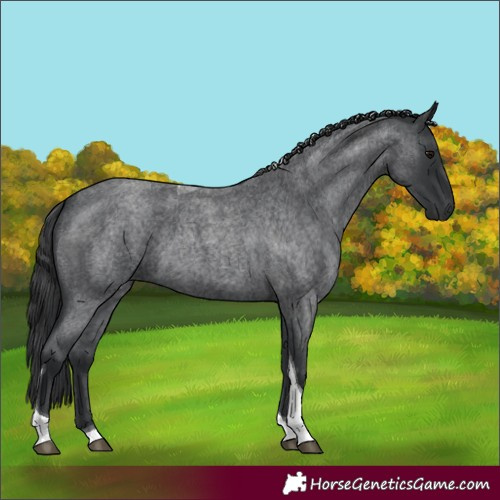 Horse Color:Blue Roan Tobiano