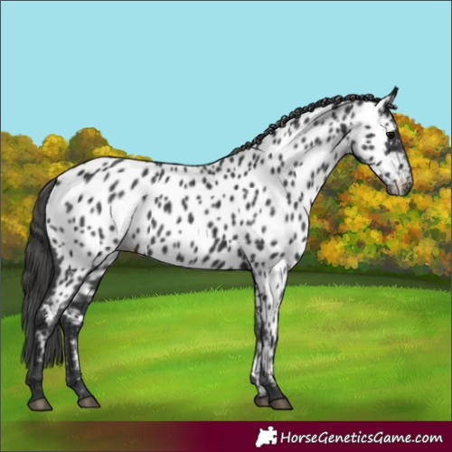 Horse Color:Black Near Leopard