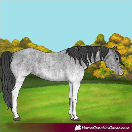 Horse Color:White Spotted Blue Roan Rabicano and White Spotted Blue Roan Rabicano