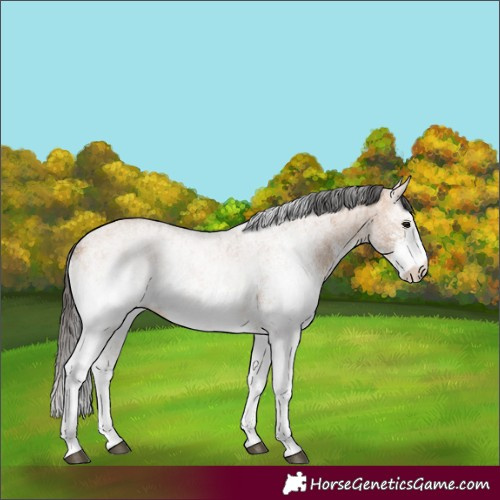 Horse Color:White Spotted Bay Dun
