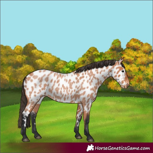 Horse Color:Bay Roan Near Leopard 