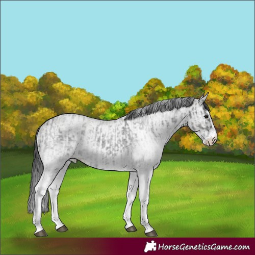 Horse Color:White Spotted Blue Roan Rabicano  and White Spotted Grullo Roan Rabicano 