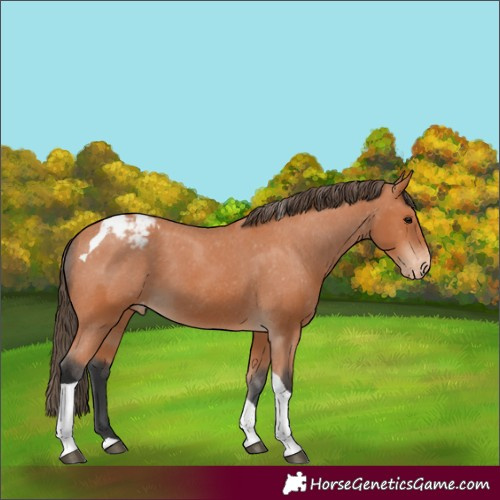 Horse Color:Bay Tobiano Appaloosa