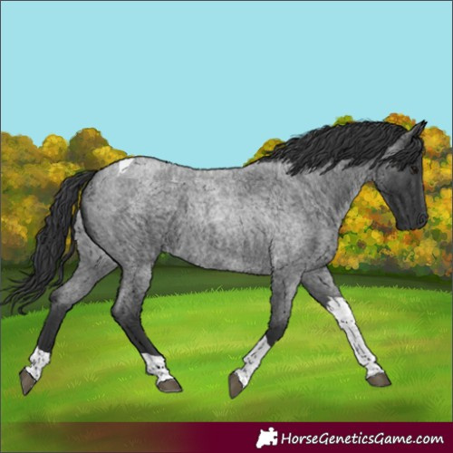 Horse Color:Blue Roan Tobiano