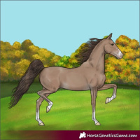 Horse Color:Classic Champagne