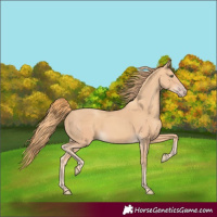 Horse Color:Gold Champagne