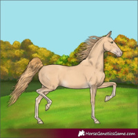 Horse Color:Gold Champagne