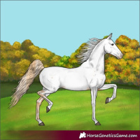 Horse Color:Chestnut Tobiano Appaloosa 