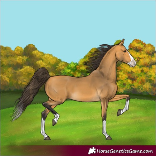 Horse Color:Buckskin Splash 