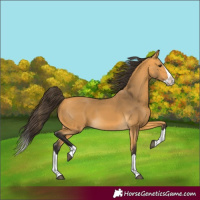 Horse Color:Buckskin Splash 