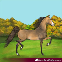 Horse Color:Buckskin Splash