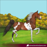 Horse Color:Bay Tobiano Rabicano 