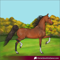 Horse Color:Bay Tobiano Frame Rabicano