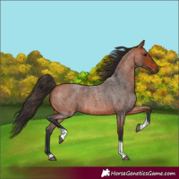 Horse Color:Bay Roan Tobiano Rabicano 