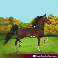 Horse Color:Gray Bay Tobiano Rabicano