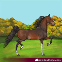 Horse Color:Bay Tobiano Rabicano