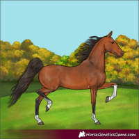 Horse Color:Bay Tobiano Rabicano 