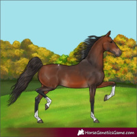 Horse Color:Bay Tobiano Rabicano 