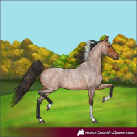 Horse Color:Bay Roan Tobiano Rabicano 