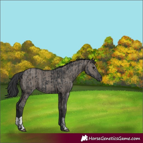 Horse Color:Black  and Grullo 