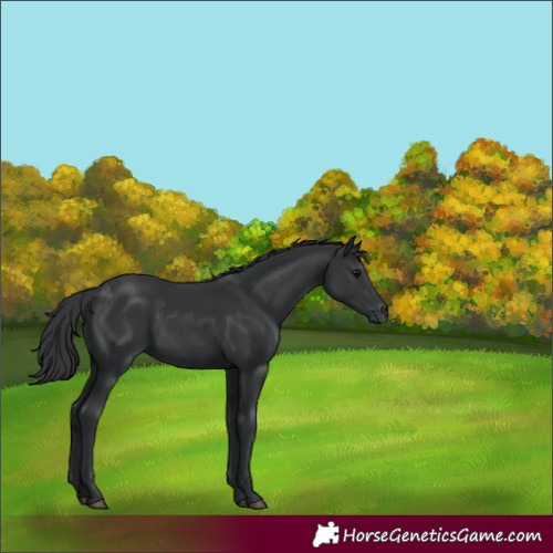 Horse Color:Black  and Black 