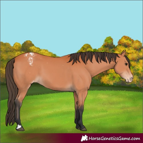 Horse Color:Bay Appaloosa