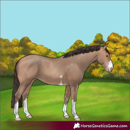 Horse Color:Amber Champagne 