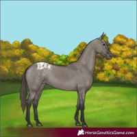 Horse Color:Grullo Varnish 