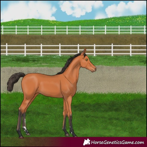 Horse Color:Bay 