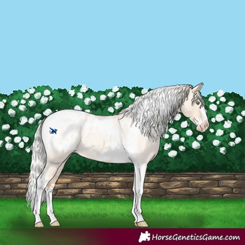Horse Color:Silver Amber Champagne Roan Dun Splash Tobiano Frame Appaloosa Rabicano 