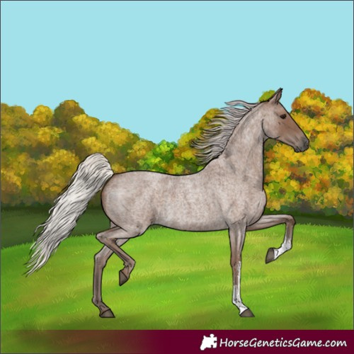 Horse Color:Silver Blue Roan Sabino 