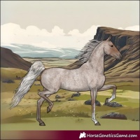 Horse Color:Silver Blue Roan Sabino 