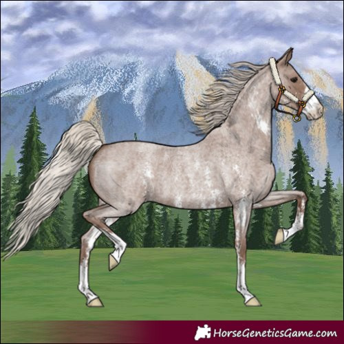 Horse Color:Silver Blue Roan Sabino 