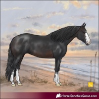 Horse Color:Brown 