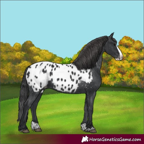 Horse Color:Black Splash Appaloosa 