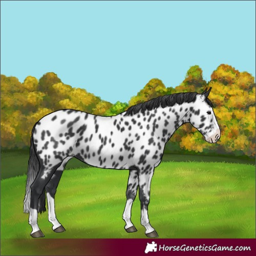 Horse Color:Black Splash Near Leopard 