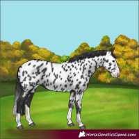 Horse Color:Black Splash Appaloosa