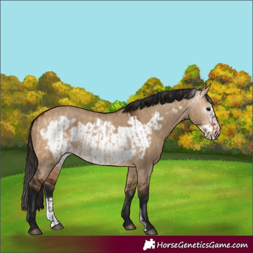 Horse Color:Bay Dun Frame and Gray Bay Dun Frame