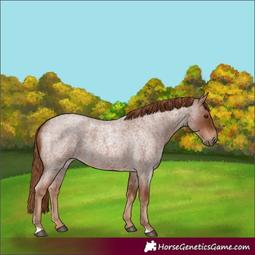 Horse Color:Red Roan