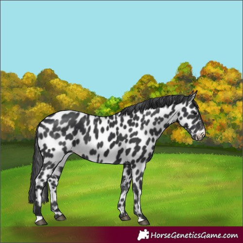 Horse Color:Black Appaloosa