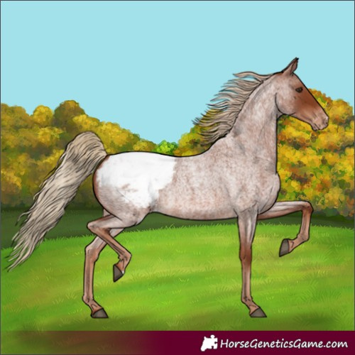 Horse Color:Red Roan Appaloosa 