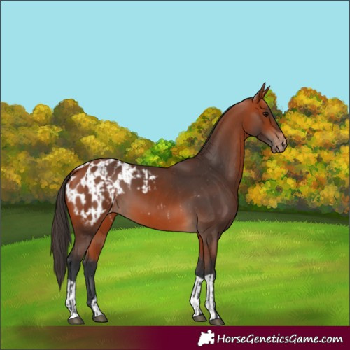 Horse Color:Bay  and Bay Blanket 