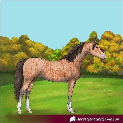 Horse Color:Bay and Amber Champagne