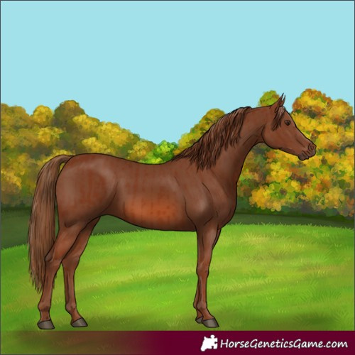 Horse Color:Chestnut  and Chestnut 
