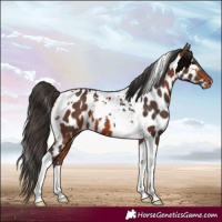 Horse Color:Bay Tobiano Appaloosa