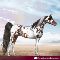 Horse Color:Bay Tobiano Appaloosa 