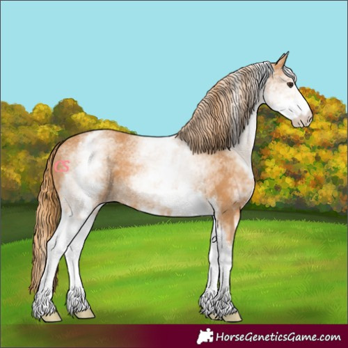 Horse Color:White Spotted Chestnut