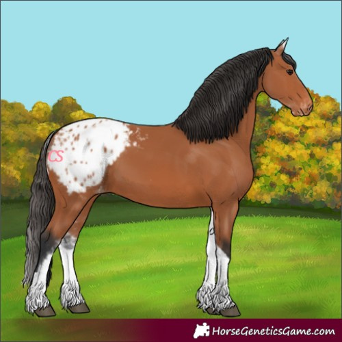 Horse Color:White Spotted Bay Tobiano Blanket