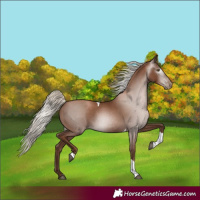 Horse Color:Gray Silver Black Pearl Tobiano